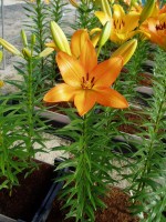 [1673 HydePark No02.JPG]